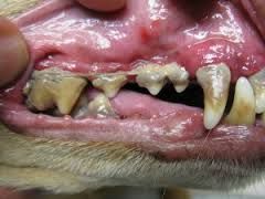  tandebehandeling slecht-gebit-hond.JPG