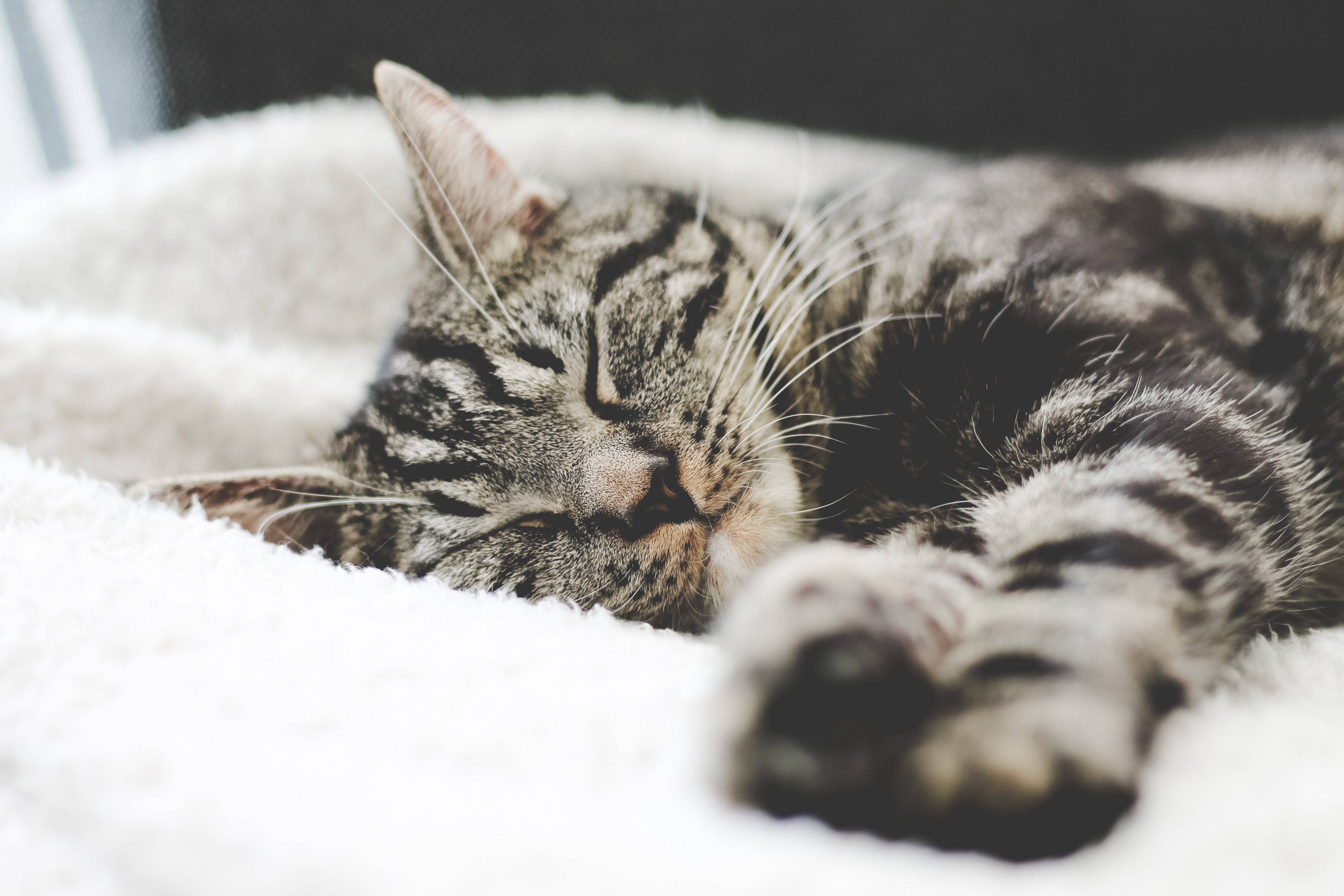 gezonde kat die slaapt in bed die waarschijnlijk geen allergie of atopie heeft