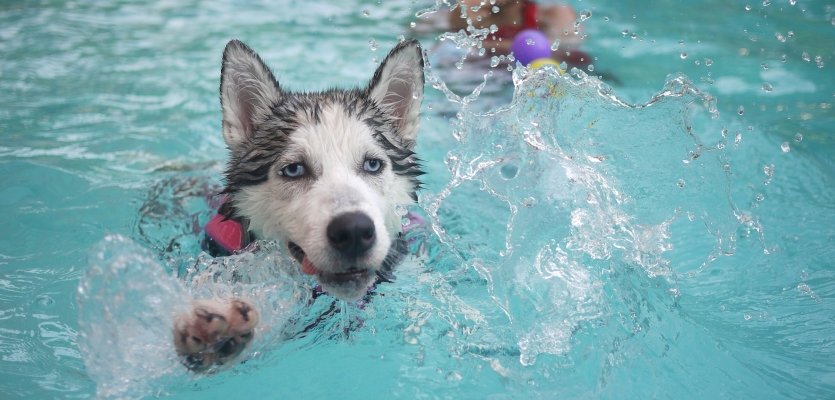 Hond is aan het zwemmen in een groot zwembad