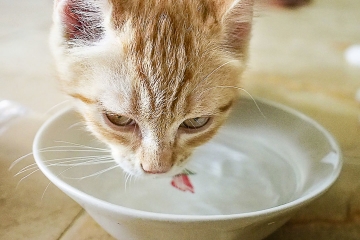 hoe krijg je jouw kat aan het drinken