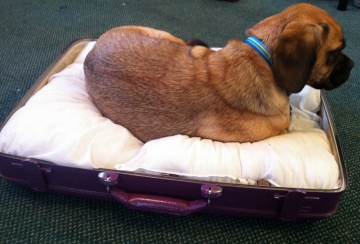 hond in een koffer opweg naar het pension