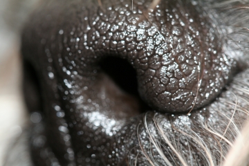 Close up van de neus van een hond
