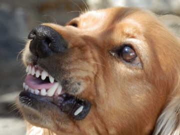 Hond toont zijn tanden,