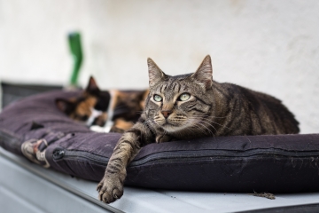 Katten liggen op een dikke mat te rusten