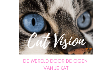 Cat Vision lessenreeks begrijp jouw kat