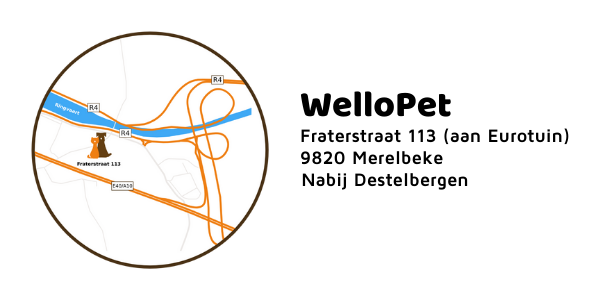 dierenarts destelbergen