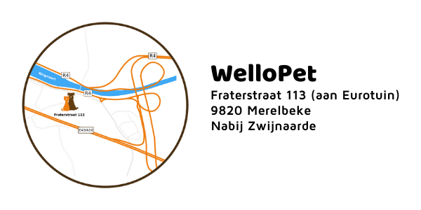 dierenarts zwijnaarde