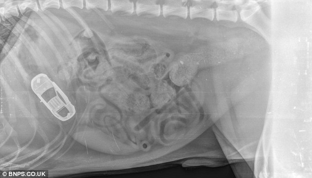 röntgenfoto en röntgenonderzoek hond