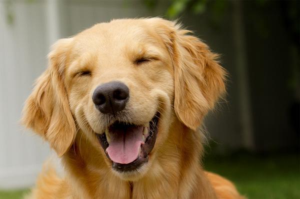 gelukkige hond
