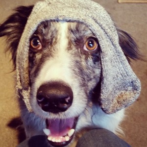 hond legt sok op zijn hoofd, om zijn baasje te doen lachen, humor