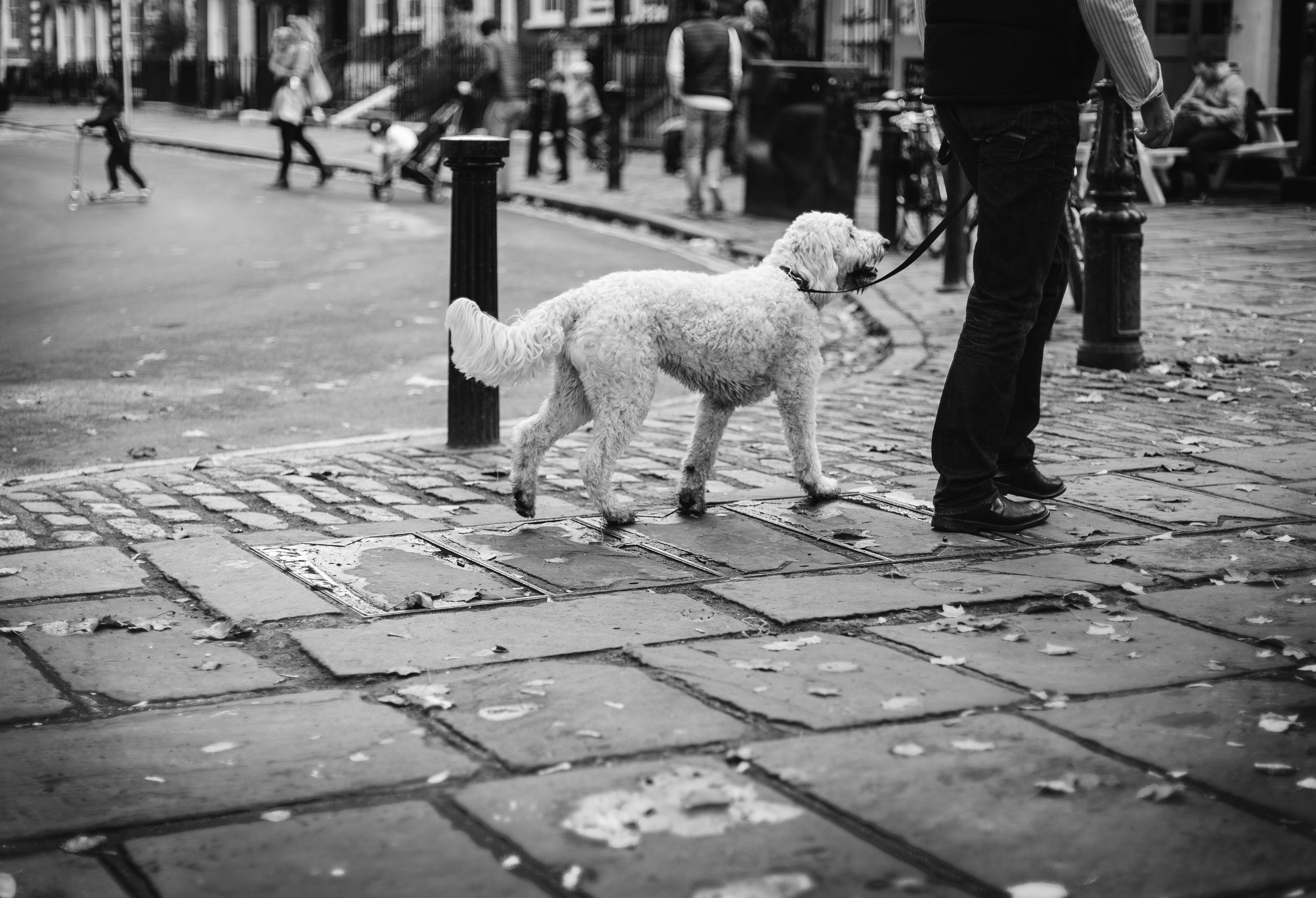 Hond leiband