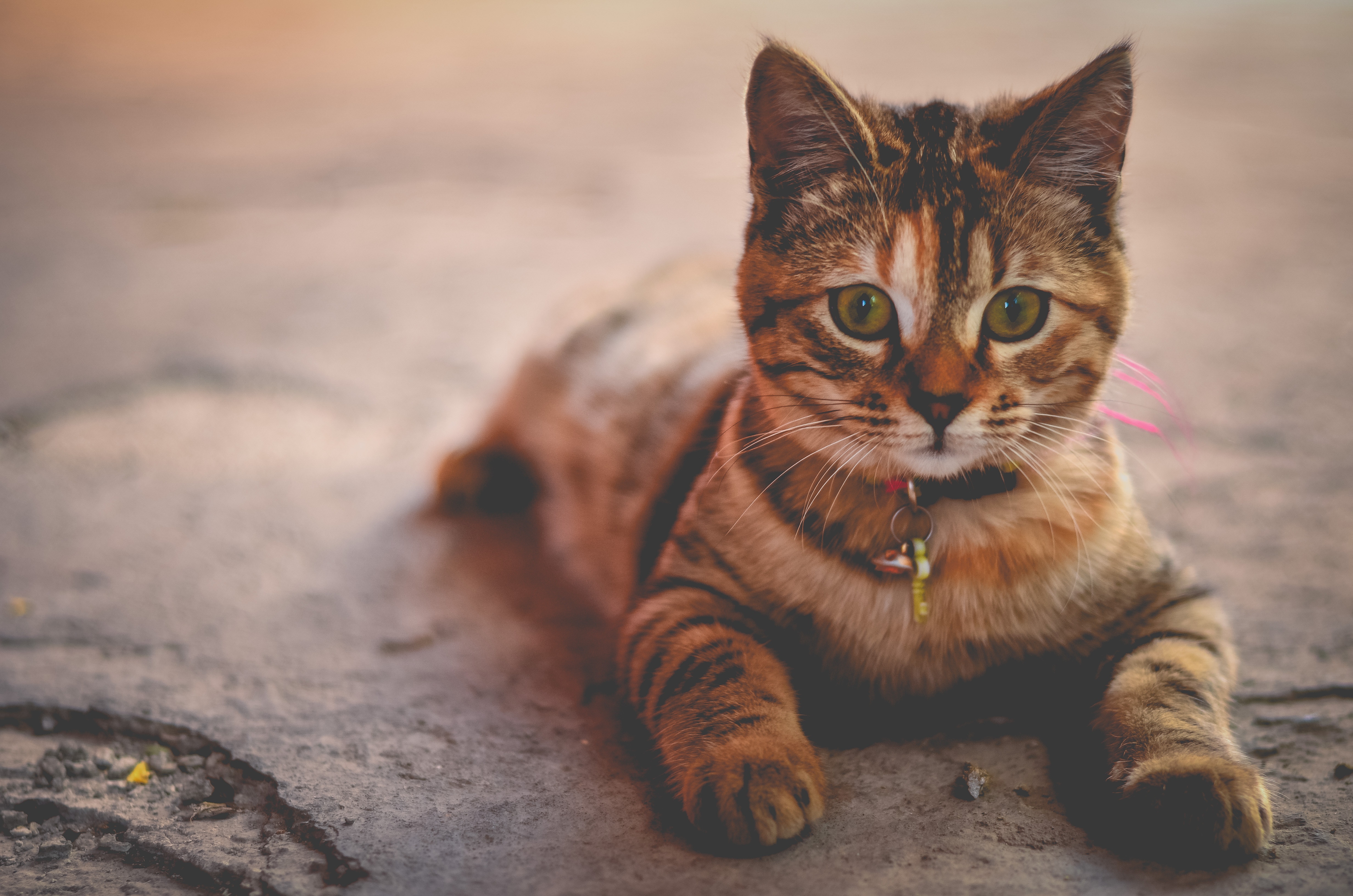 kitten die moet beschermt worden van kattenziekte via vaccineren