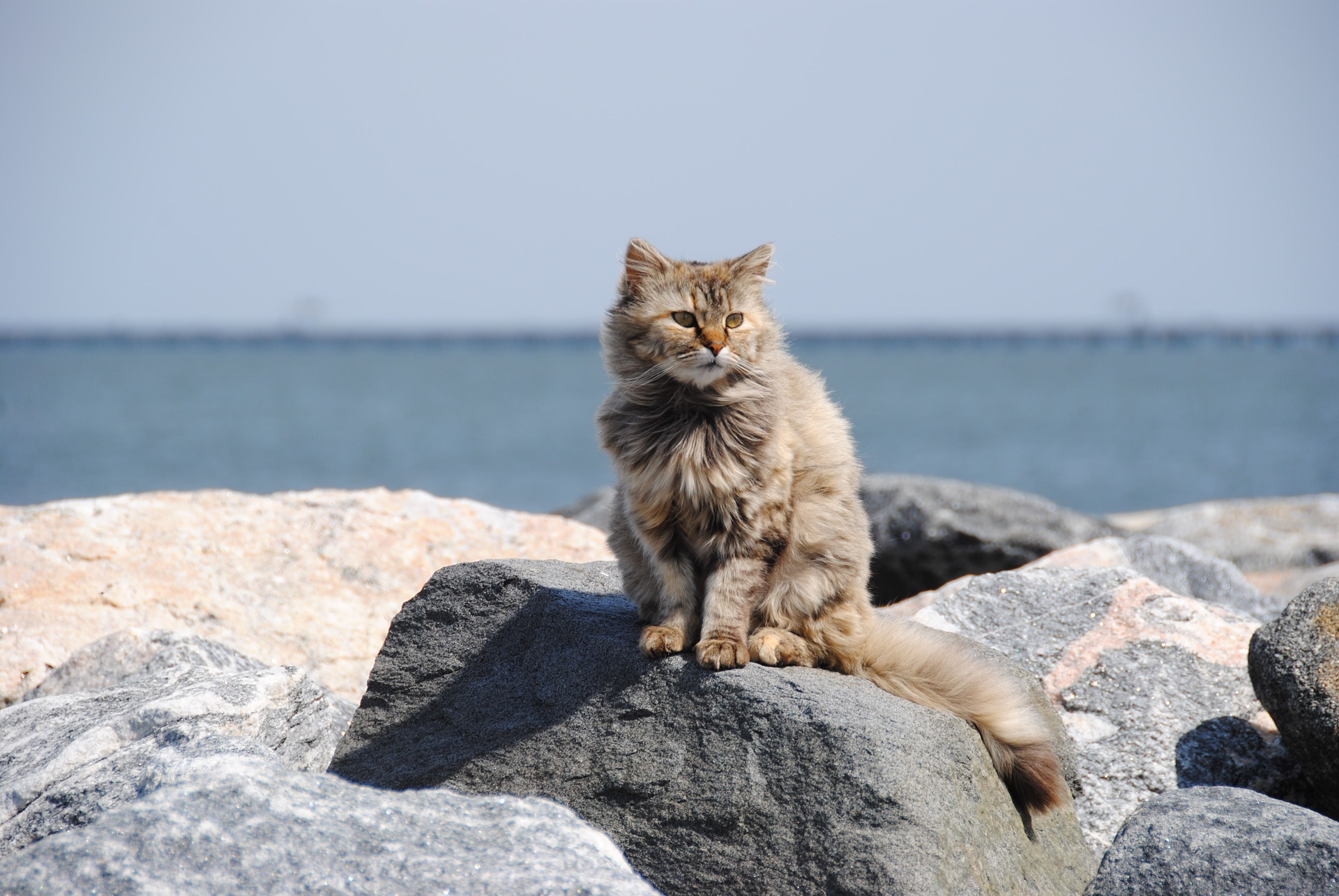 kat zit op een steen aan het water, ze heeft geen angst