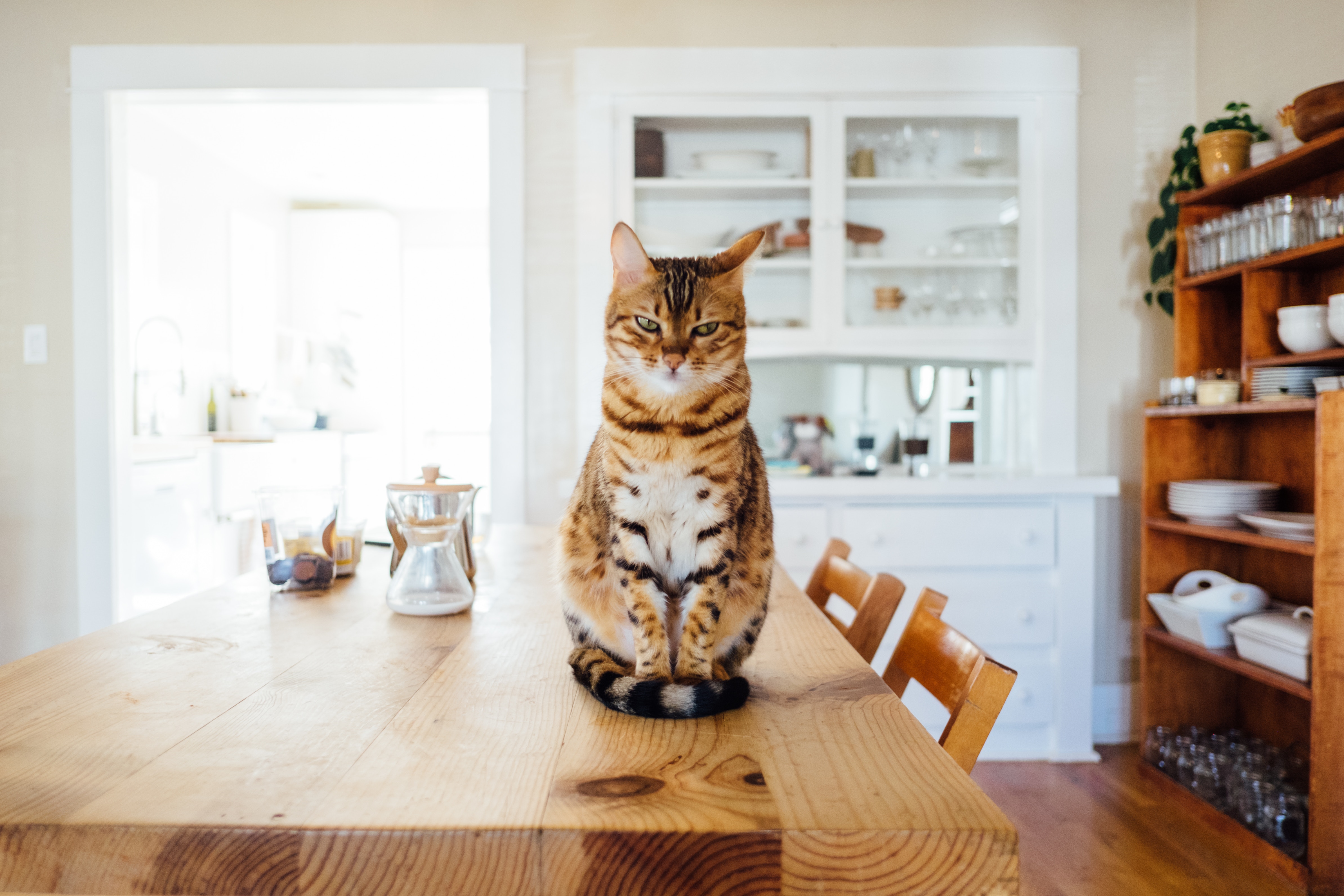 kat zit op tafel