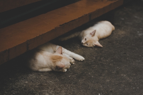 straatkatten die liggen op straat, ze zien er uit alsof ze nierziekte kunnen hebben