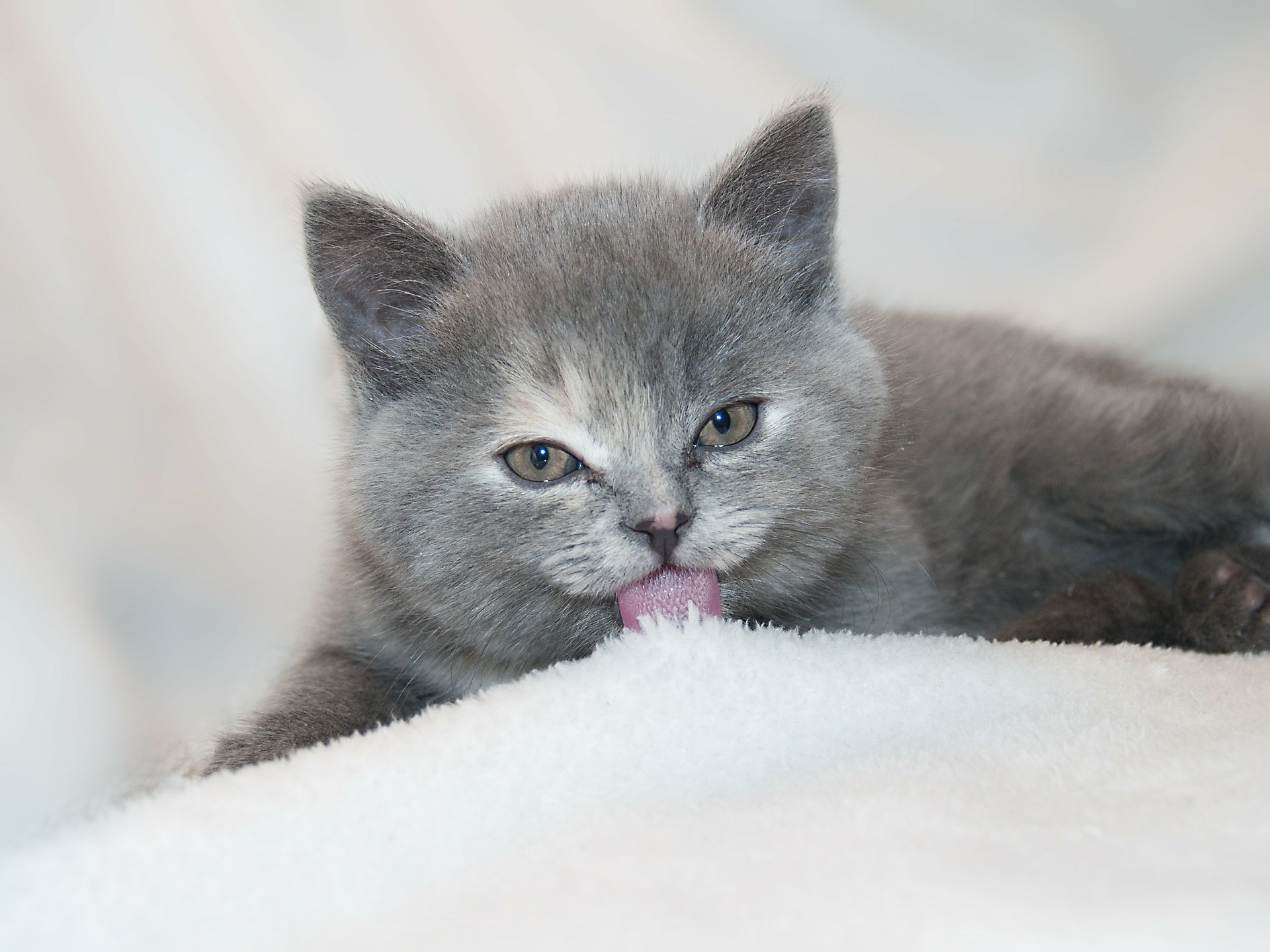 Kattenspullen Kat