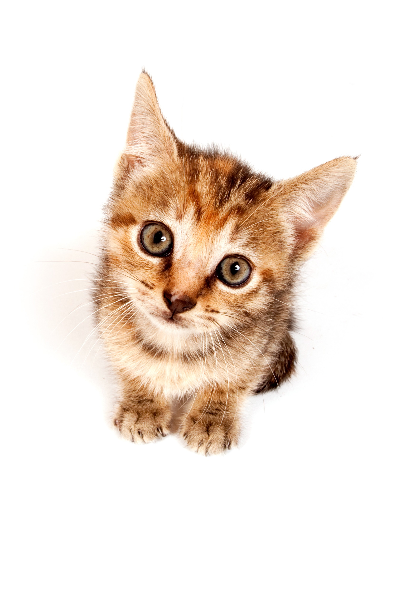 je kat mag nog een kitten zijn (zoals op de foto) voordat hij/zij sterilisatie ondergaat