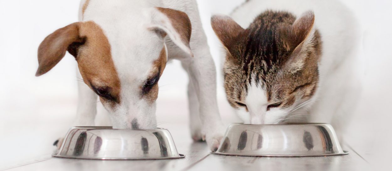 Voedselverrijking hond en kat Voedselverrijking hond en kat