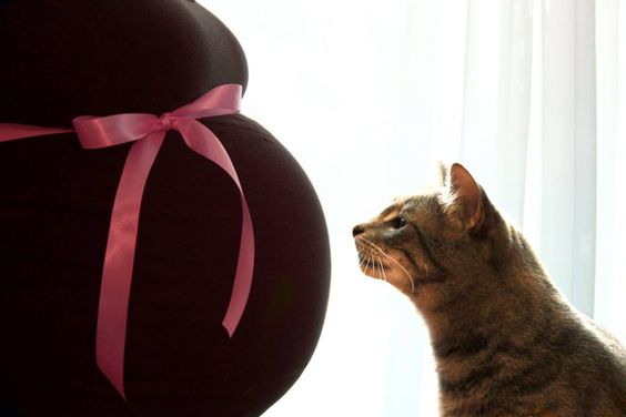 Zwanger en kat Zwanger en kat
