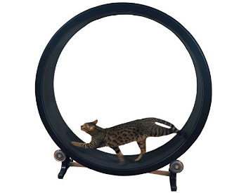 one fast catwheel350x275.png