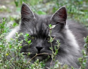 nieuwe kitten