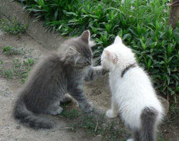 nieuwe kitten