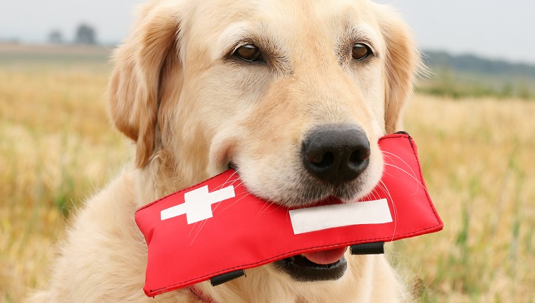 Hond ehbo