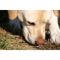 Workshop Wek de speurneus in je hond