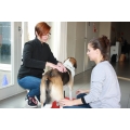 Hondenmassage