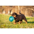 Puppy editie