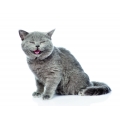 Kattentaal
