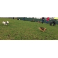 mini's