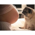 Zwanger en hond