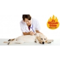 Warmste week bij de dierenarts