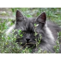 introductie poes