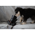Foto hond