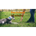 Pet Friend Academy