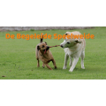 De begeleide speelweide