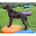 Body & Balance bij honden