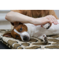 Massage hond