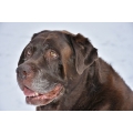 Massage hond senior