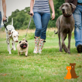 wandelvragenuurtje