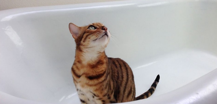 Kat wordt gewassen in bad omdat hij mogelijks onzindelijk is geweest
