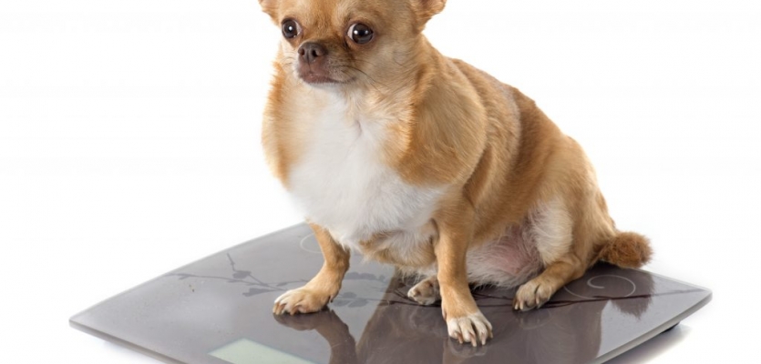 Hond-met-overgewicht