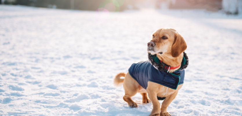 scheuren Integreren Onnodig Bescherming hond in koude temperaturen | WelloPet