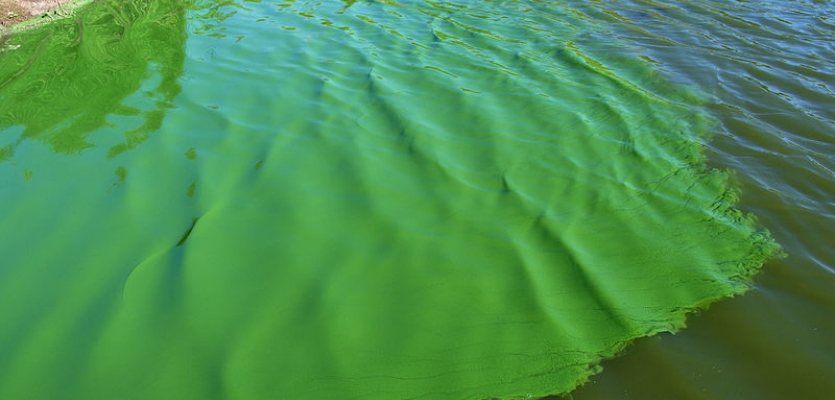 De blauwalg is een groene waas op het wateroppervlak