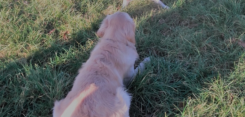 Basil op de speelweide aan het spelen met een andere hond