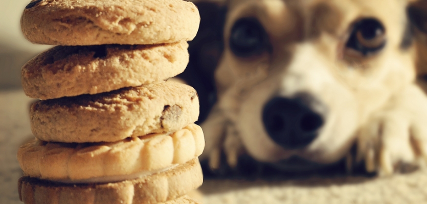 Hond bedelt om koekjes door schattig te kijken