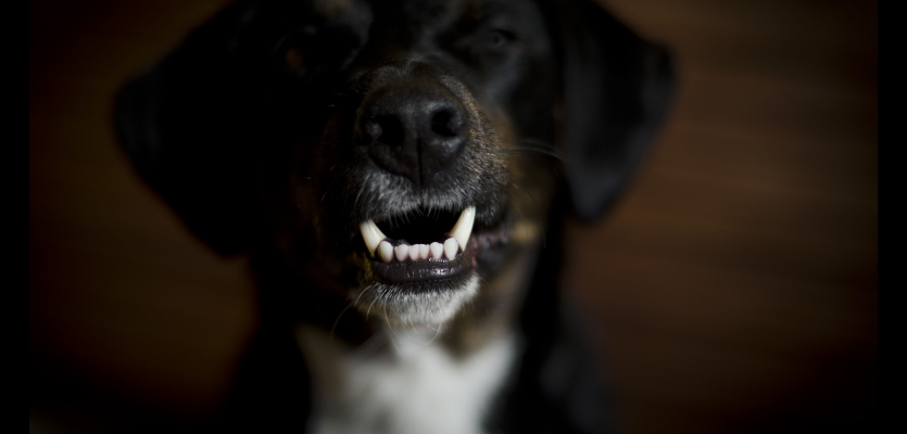 Hond lacht met zijn tanden bloot