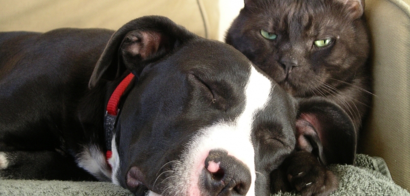 Hond en kat slapen op de bank, hier is er zichtbaar geen last van een allergie